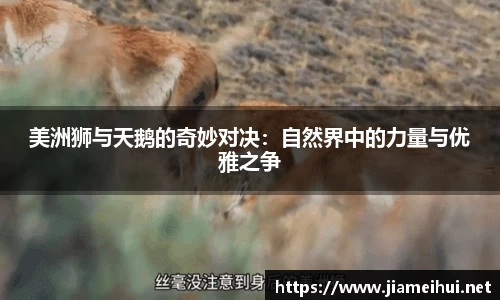 美洲狮与天鹅的奇妙对决：自然界中的力量与优雅之争